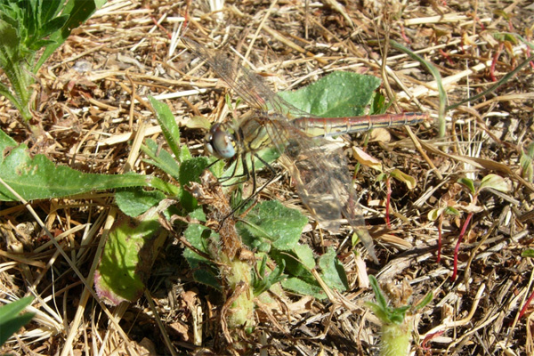 Aiuto per identificare Libellulidae